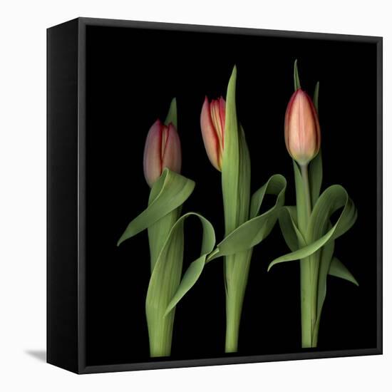 Orange Tulips-Magda Indigo-Framed Stretched Canvas