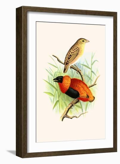 Orange Weaver-F.w. Frohawk-Framed Art Print