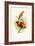 Orange Weaver-F.w. Frohawk-Framed Art Print