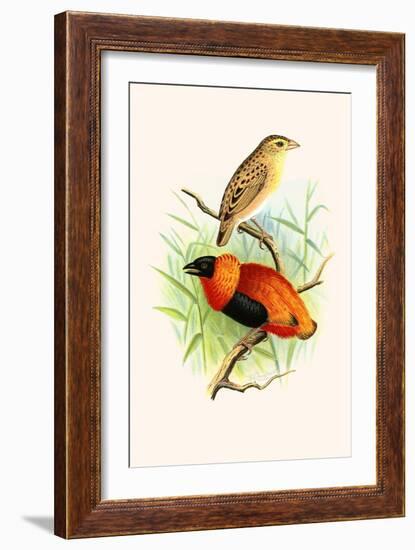 Orange Weaver-F.w. Frohawk-Framed Art Print