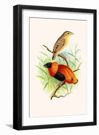 Orange Weaver-F.w. Frohawk-Framed Art Print