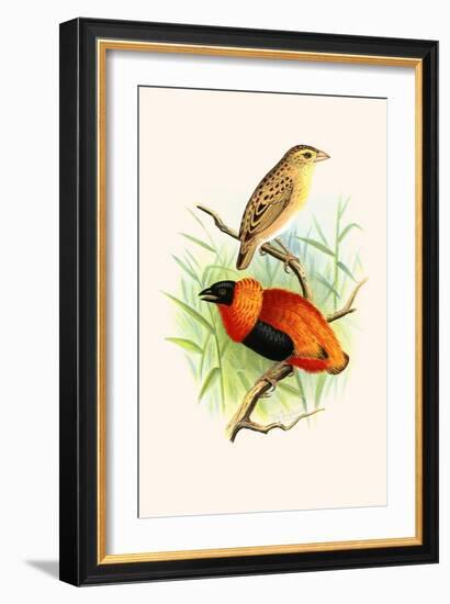 Orange Weaver-F.w. Frohawk-Framed Art Print