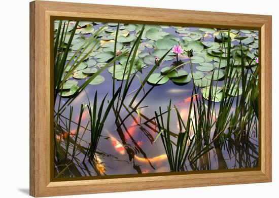 Orange White Carp Fish Pink Water Lily Pond Chengdu Sichuan, China-William Perry-Framed Premier Image Canvas