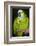 Orange-Winged Amazon Parrot-Lynn M^ Stone-Framed Photographic Print