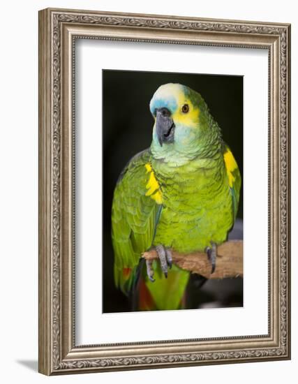 Orange-Winged Amazon Parrot-Lynn M^ Stone-Framed Photographic Print