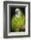 Orange-Winged Amazon Parrot-Lynn M^ Stone-Framed Photographic Print