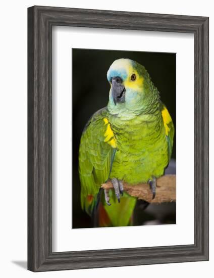 Orange-Winged Amazon Parrot-Lynn M^ Stone-Framed Photographic Print