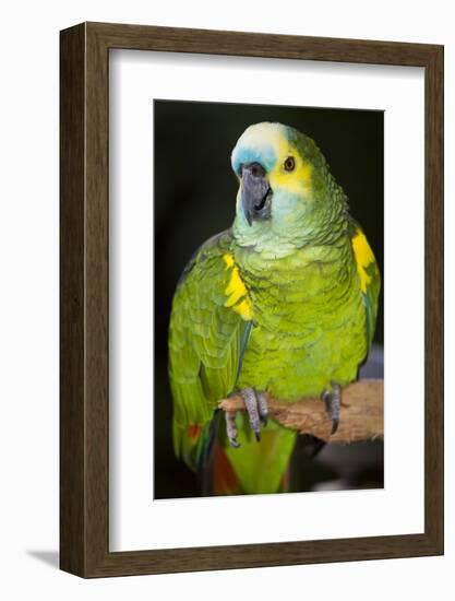 Orange-Winged Amazon Parrot-Lynn M^ Stone-Framed Photographic Print