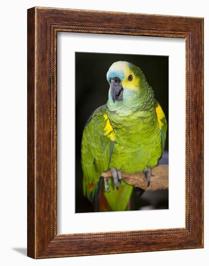 Orange-Winged Amazon Parrot-Lynn M^ Stone-Framed Photographic Print