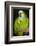 Orange-Winged Amazon Parrot-Lynn M^ Stone-Framed Photographic Print