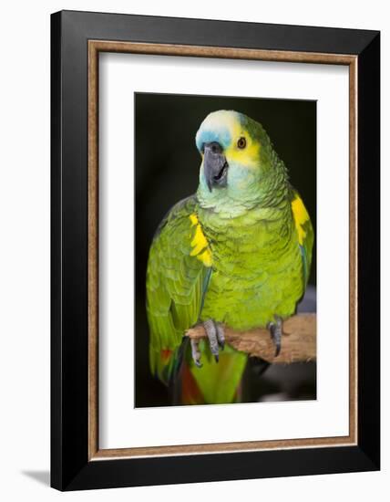 Orange-Winged Amazon Parrot-Lynn M^ Stone-Framed Photographic Print