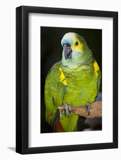 Orange-Winged Amazon Parrot-Lynn M^ Stone-Framed Photographic Print