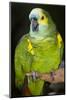 Orange-Winged Amazon Parrot-Lynn M^ Stone-Mounted Photographic Print