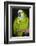 Orange-Winged Amazon Parrot-Lynn M^ Stone-Framed Photographic Print