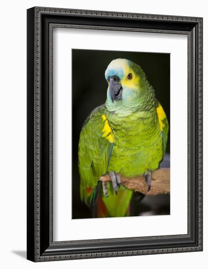 Orange-Winged Amazon Parrot-Lynn M^ Stone-Framed Photographic Print