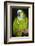 Orange-Winged Amazon Parrot-Lynn M^ Stone-Framed Photographic Print