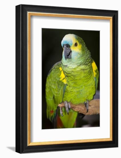 Orange-Winged Amazon Parrot-Lynn M^ Stone-Framed Photographic Print