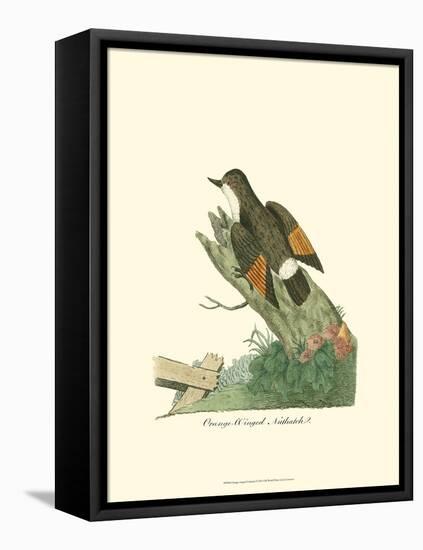Orange-Winged Nuthatch-null-Framed Stretched Canvas