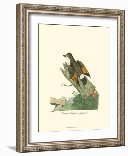 Orange-Winged Nuthatch-null-Framed Art Print