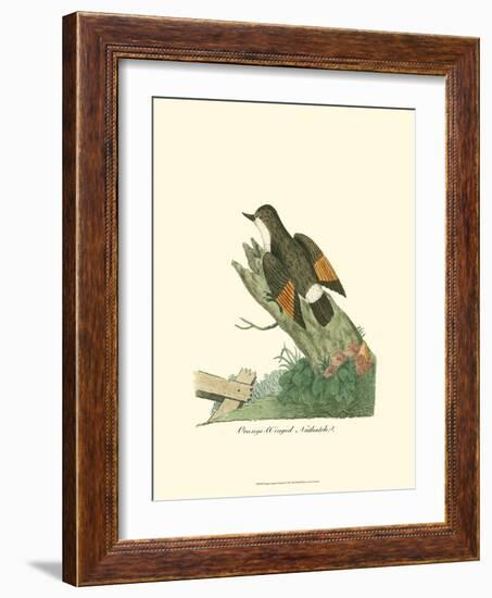 Orange-Winged Nuthatch-null-Framed Art Print