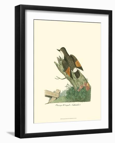 Orange-Winged Nuthatch-null-Framed Art Print