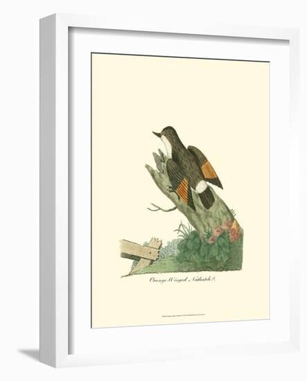 Orange-Winged Nuthatch-null-Framed Art Print