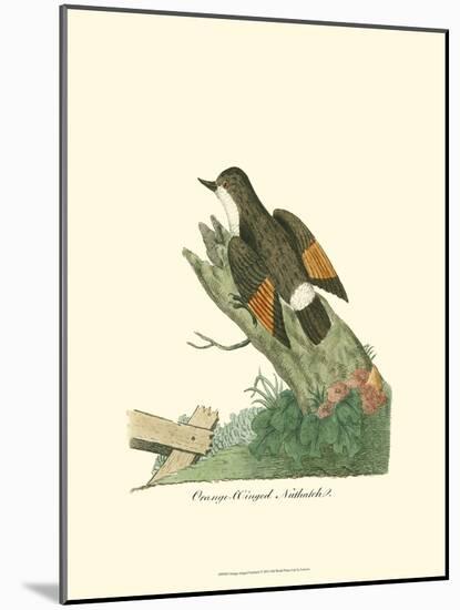 Orange-Winged Nuthatch-null-Mounted Art Print