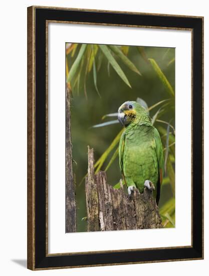 Orange-Winged Parrot-Ken Archer-Framed Photographic Print