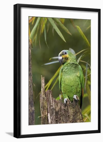 Orange-Winged Parrot-Ken Archer-Framed Photographic Print