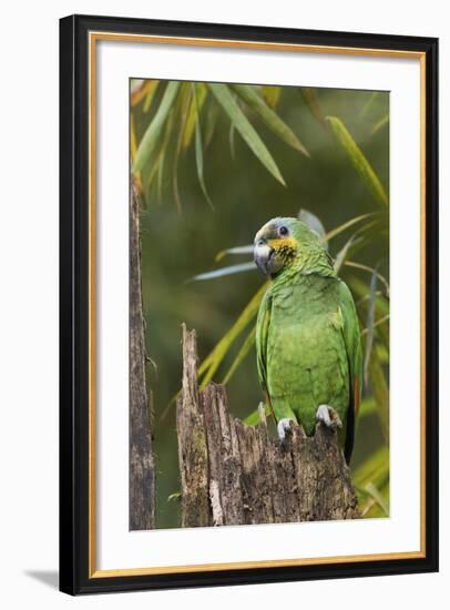 Orange-Winged Parrot-Ken Archer-Framed Photographic Print