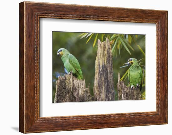 Orange-Winged Parrot-Ken Archer-Framed Photographic Print