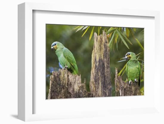 Orange-Winged Parrot-Ken Archer-Framed Photographic Print