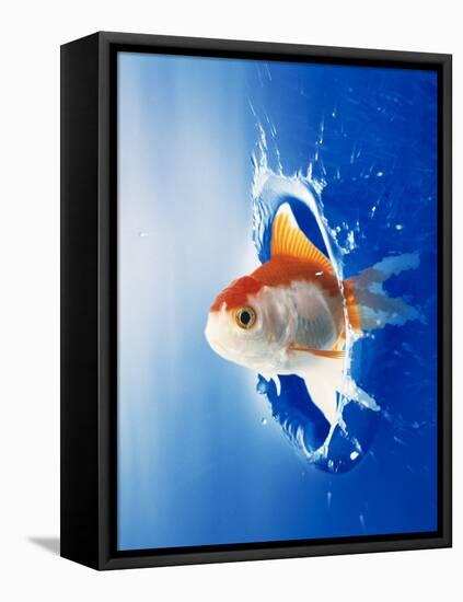 Orange, Yellow And White Fish Flying Through Water Splash-null-Framed Premier Image Canvas