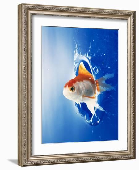 Orange, Yellow And White Fish Flying Through Water Splash-null-Framed Photographic Print