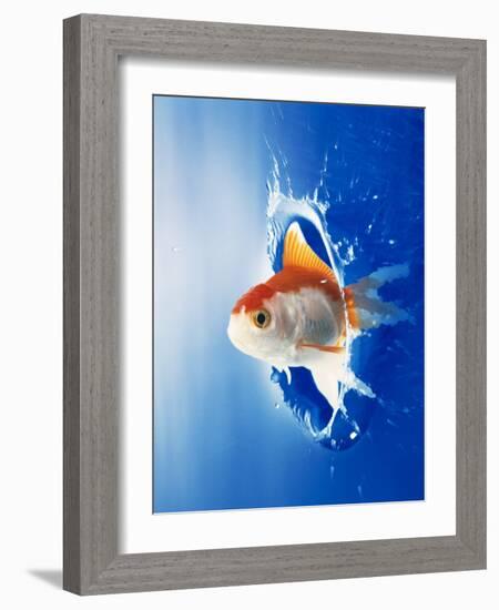 Orange, Yellow And White Fish Flying Through Water Splash-null-Framed Photographic Print