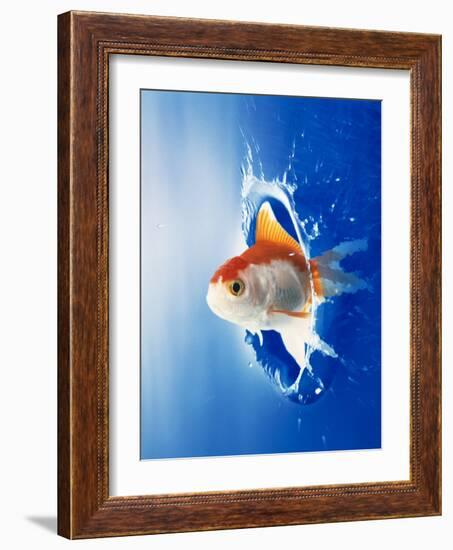 Orange, Yellow And White Fish Flying Through Water Splash-null-Framed Photographic Print