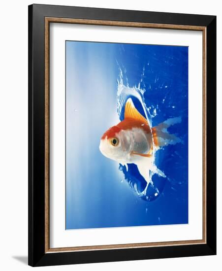 Orange, Yellow And White Fish Flying Through Water Splash-null-Framed Photographic Print