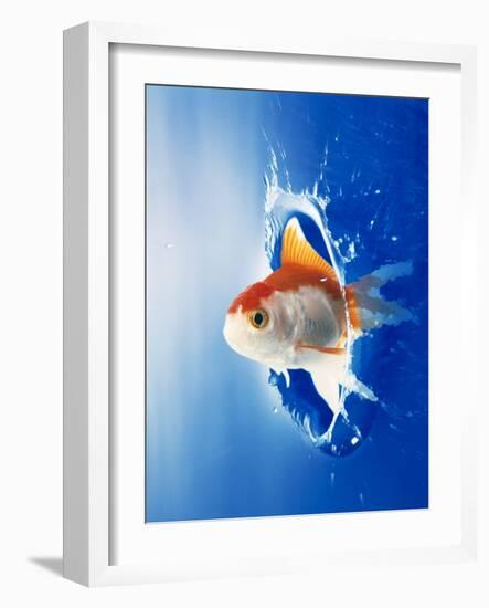 Orange, Yellow And White Fish Flying Through Water Splash-null-Framed Photographic Print
