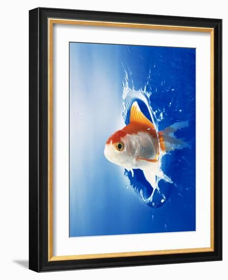 Orange, Yellow And White Fish Flying Through Water Splash-null-Framed Photographic Print