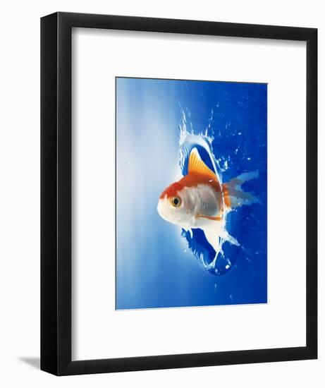 Orange, Yellow And White Fish Flying Through Water Splash-null-Framed Photographic Print