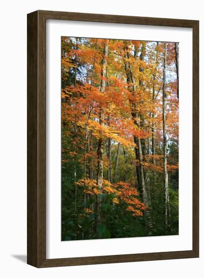 Orange Yellow Fall Vertical 9840-Robert Goldwitz-Framed Photographic Print