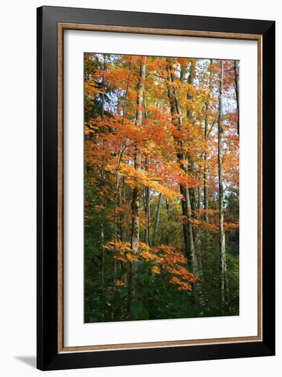 Orange Yellow Fall Vertical 9840-Robert Goldwitz-Framed Photographic Print