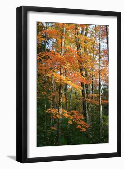 Orange Yellow Fall Vertical 9840-Robert Goldwitz-Framed Photographic Print