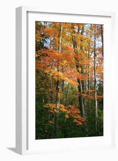 Orange Yellow Fall Vertical 9840-Robert Goldwitz-Framed Photographic Print