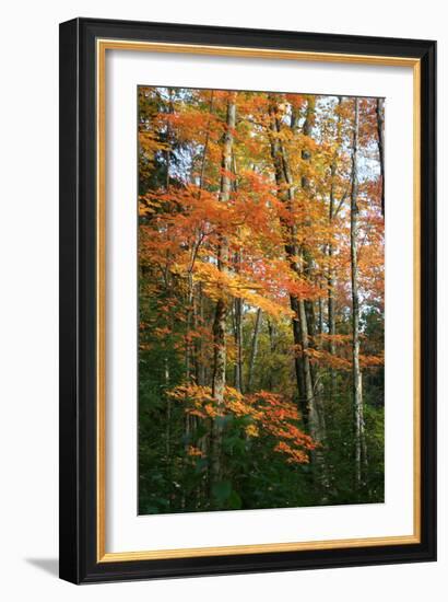 Orange Yellow Fall Vertical 9840-Robert Goldwitz-Framed Photographic Print