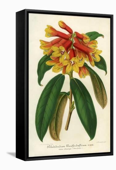 Orange Yellow Rhododendron-null-Framed Premier Image Canvas