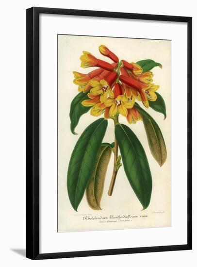 Orange Yellow Rhododendron-null-Framed Giclee Print