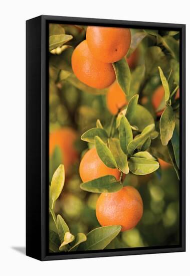 Oranges II-Karyn Millet-Framed Premier Image Canvas