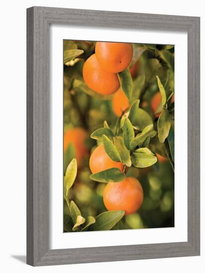 Oranges II-Karyn Millet-Framed Photographic Print