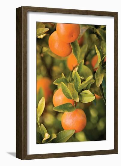 Oranges II-Karyn Millet-Framed Photographic Print